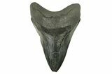 Bargain, Fossil Megalodon Tooth - South Carolina #383197-1
